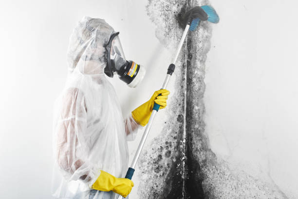 Best Comprehensive Air Testing for Mold Contaminants  in Camp Hill, AL