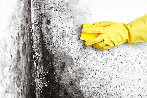 Best Real Estate Mold Inspection  in Camp Hill, AL