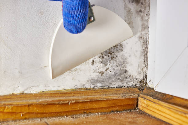  Camp Hill, AL Mold Removal Pros