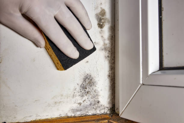 Best Dehumidification Services  in Camp Hill, AL
